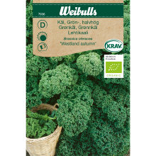 Grønkål 'Westlandse Herfst' økologisk